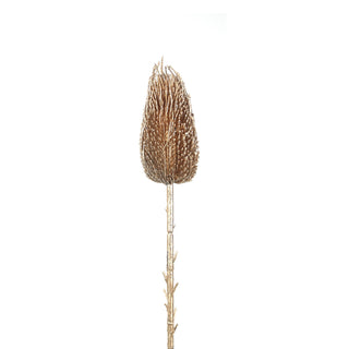 Gold Protea 68cm